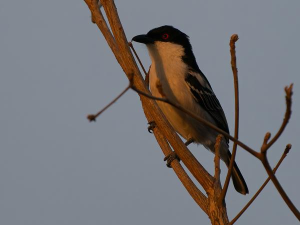 <h3><a href="/trips/tanzania/biota/animalia/chordata/aves/040 passeriformes/036 malaconotidae/dryoscopus cubla/dryoscopus cubla-nl.html">Dryoscopus&nbsp;cubla</a> / Black‑backed&nbsp;puffback / Poederdonsklauwier</h3>OM-1 Mark II met OLYMPUS M.150-400mm F4.5 TC, 1/2000 sec  bij F5.6, ISO 2500, afstand 12.1&nbsp;m